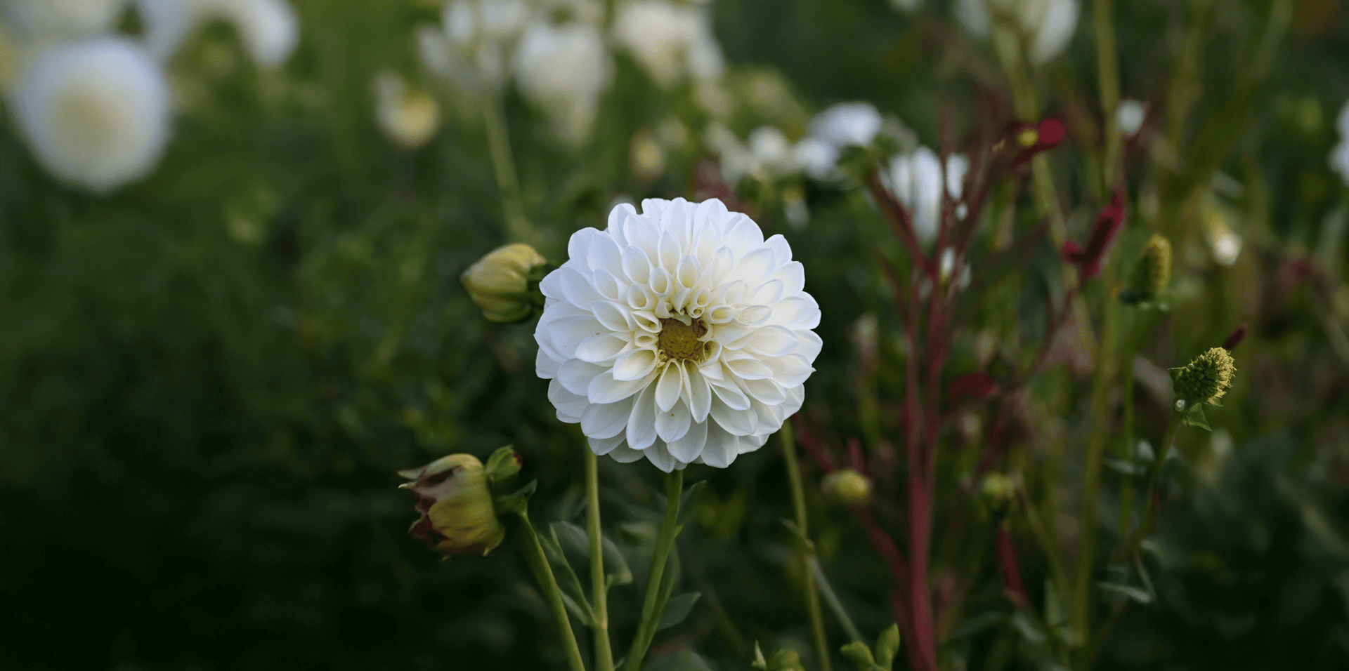Locally grown seasonal blooms  for floral arrangements and wholesale stems on the Jersey Shore