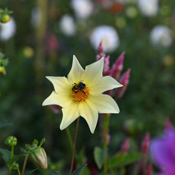 Honeybee resting on a hand-planted yellow flower in Middletown NJ 